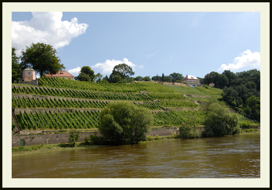 Weinberge