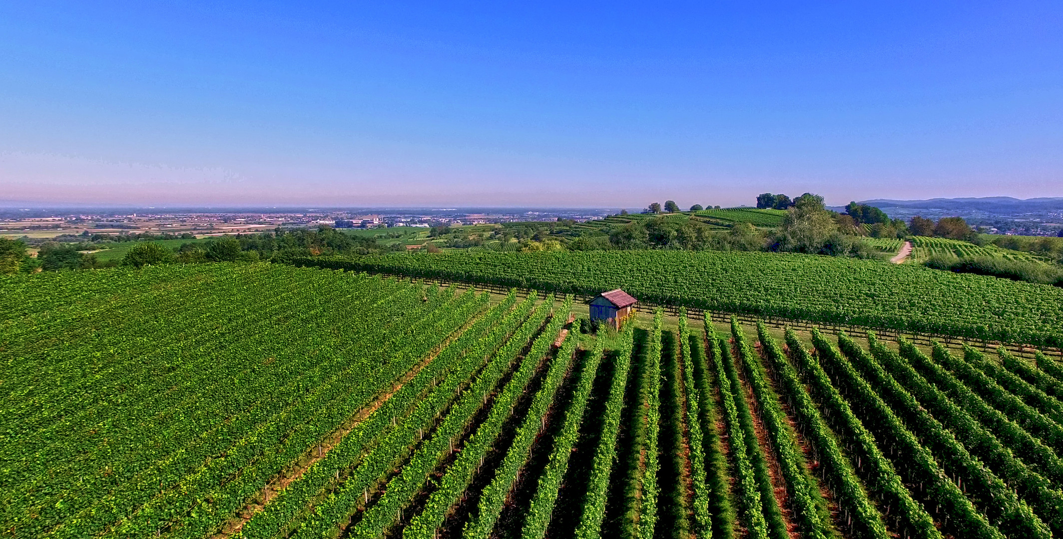 Weinberge Ettenheim 