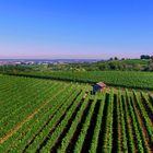 Weinberge Ettenheim 