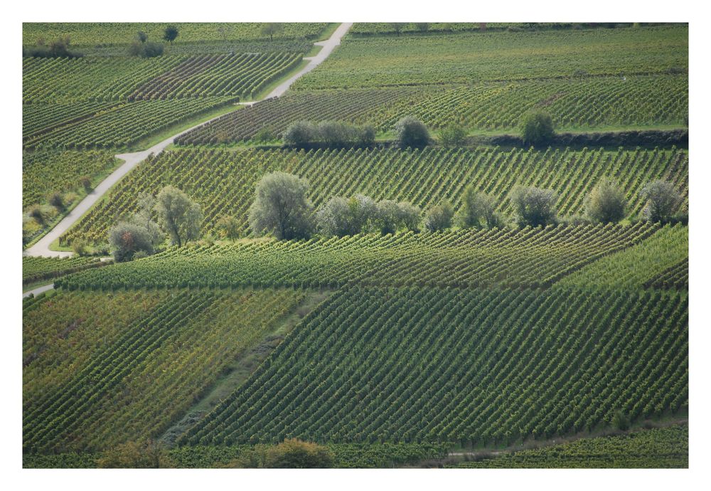 Weinberge