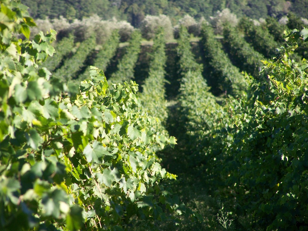 Weinberge