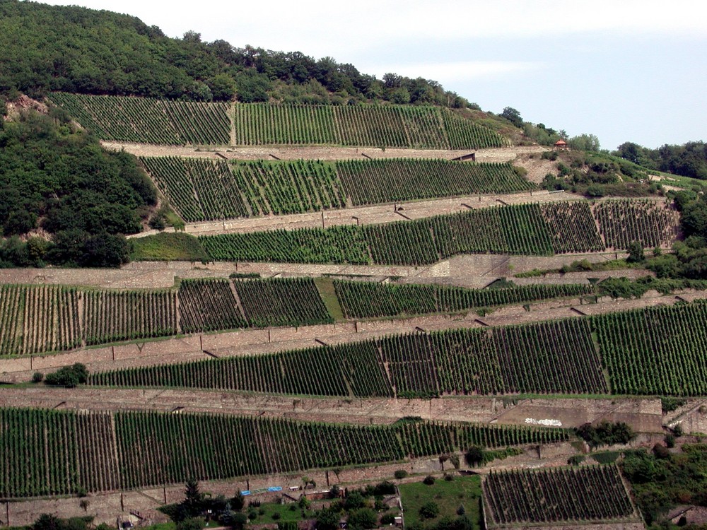 Weinberge für Schwindelfreie