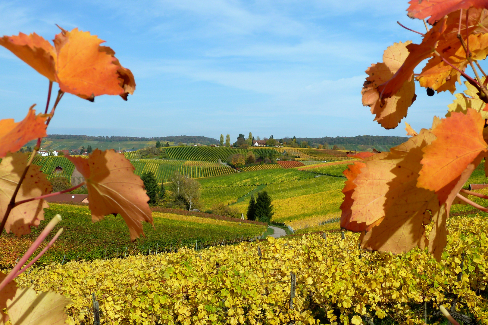 Weinberge, Gaffenberg HN