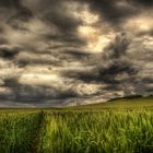 Weinberge HDR