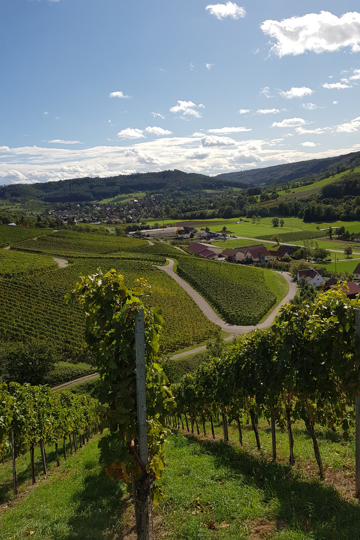 Weinberge Herbst 2020