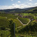 Weinberge Herbst 2020