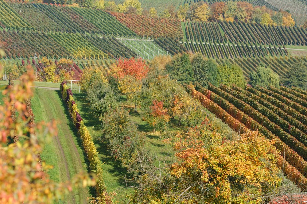 weinberge heute