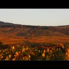 Weinberge im Abendlicht