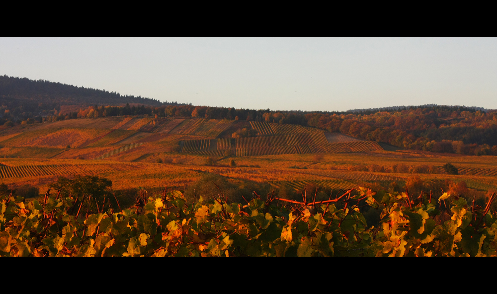 Weinberge im Abendlicht