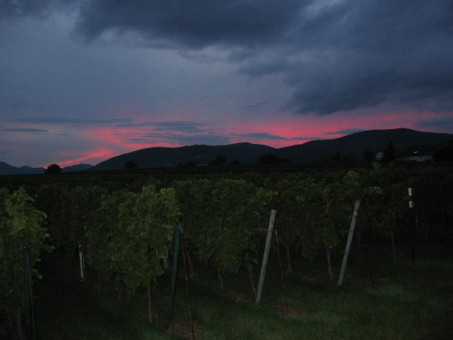 Weinberge im Abendrot