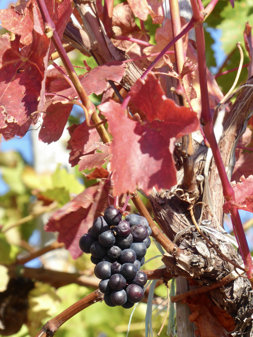 Weinberge im Ahrtal