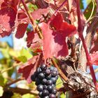 Weinberge im Ahrtal