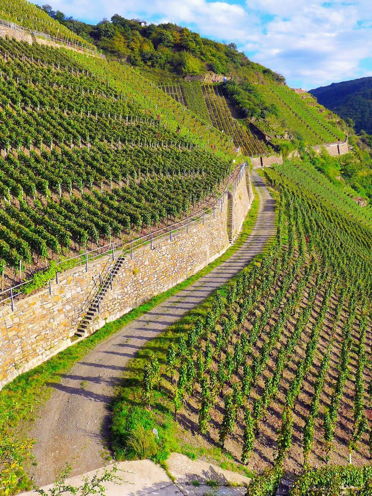 Weinberge Im Ahrtal