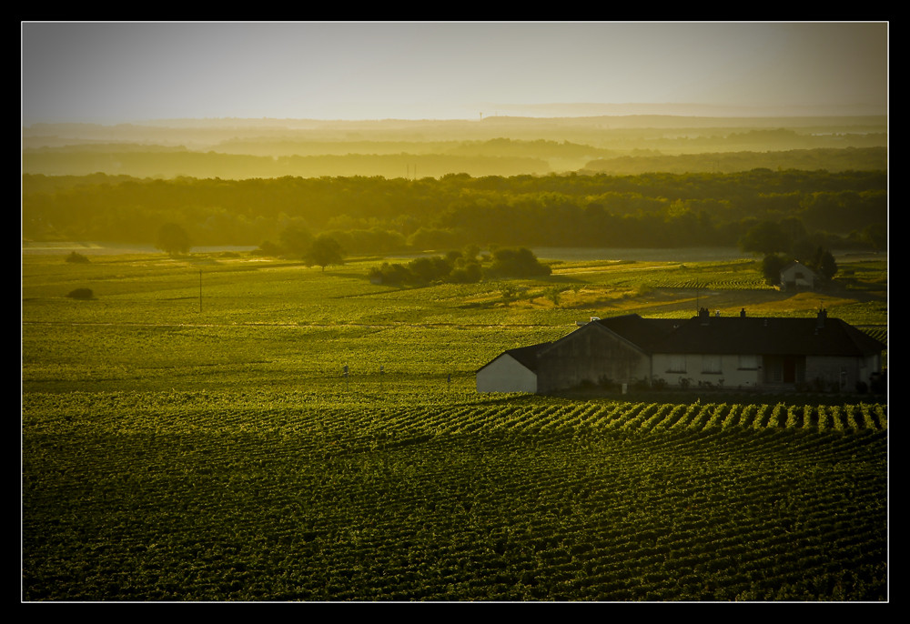 Weinberge im Burgund