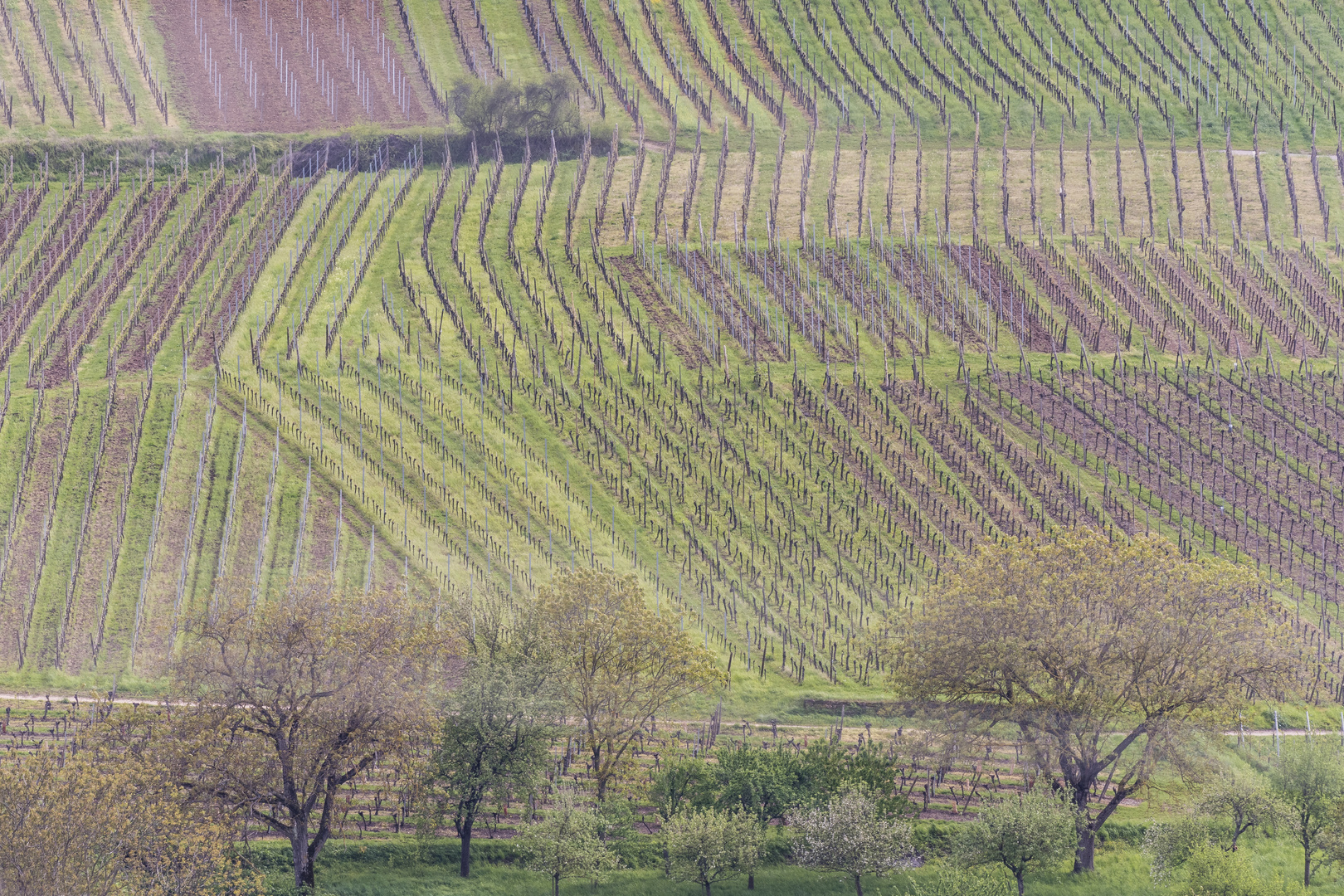 Weinberge im Elsass