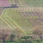 Weinberge im Elsass