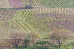 Weinberge im Elsass