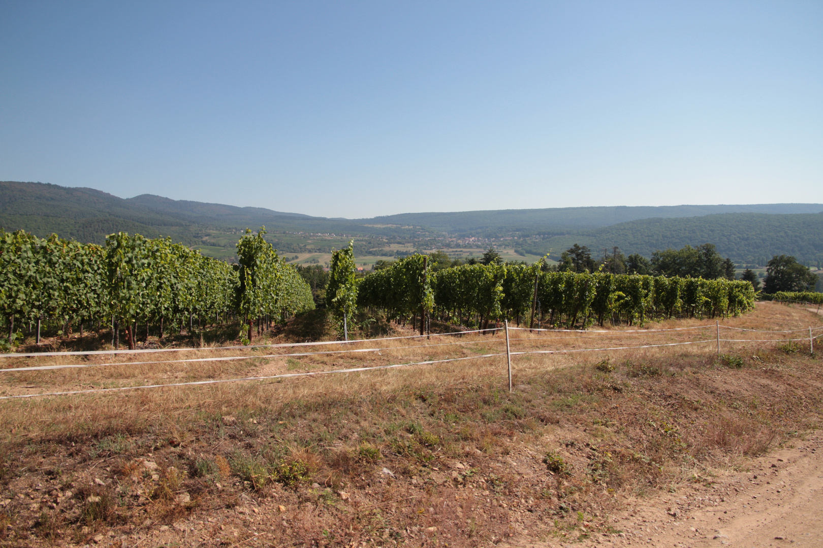 Weinberge im Elsass