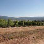 Weinberge im Elsass