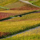 Weinberge im Farbrausch 