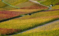 Weinberge im Farbrausch 