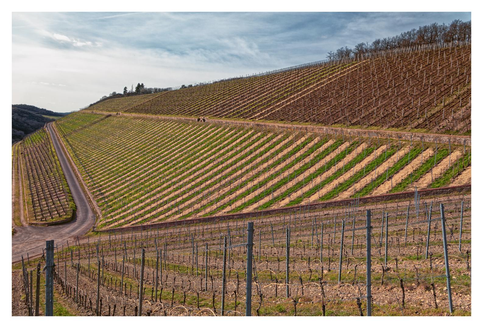 Weinberge im Frühling