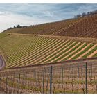 Weinberge im Frühling