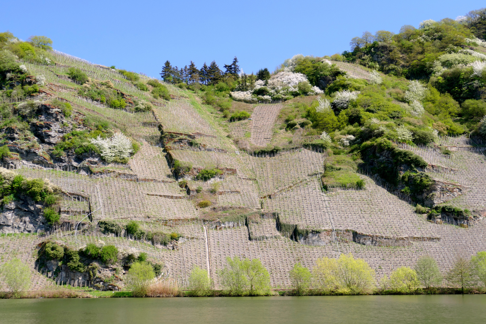 Weinberge im Frühling