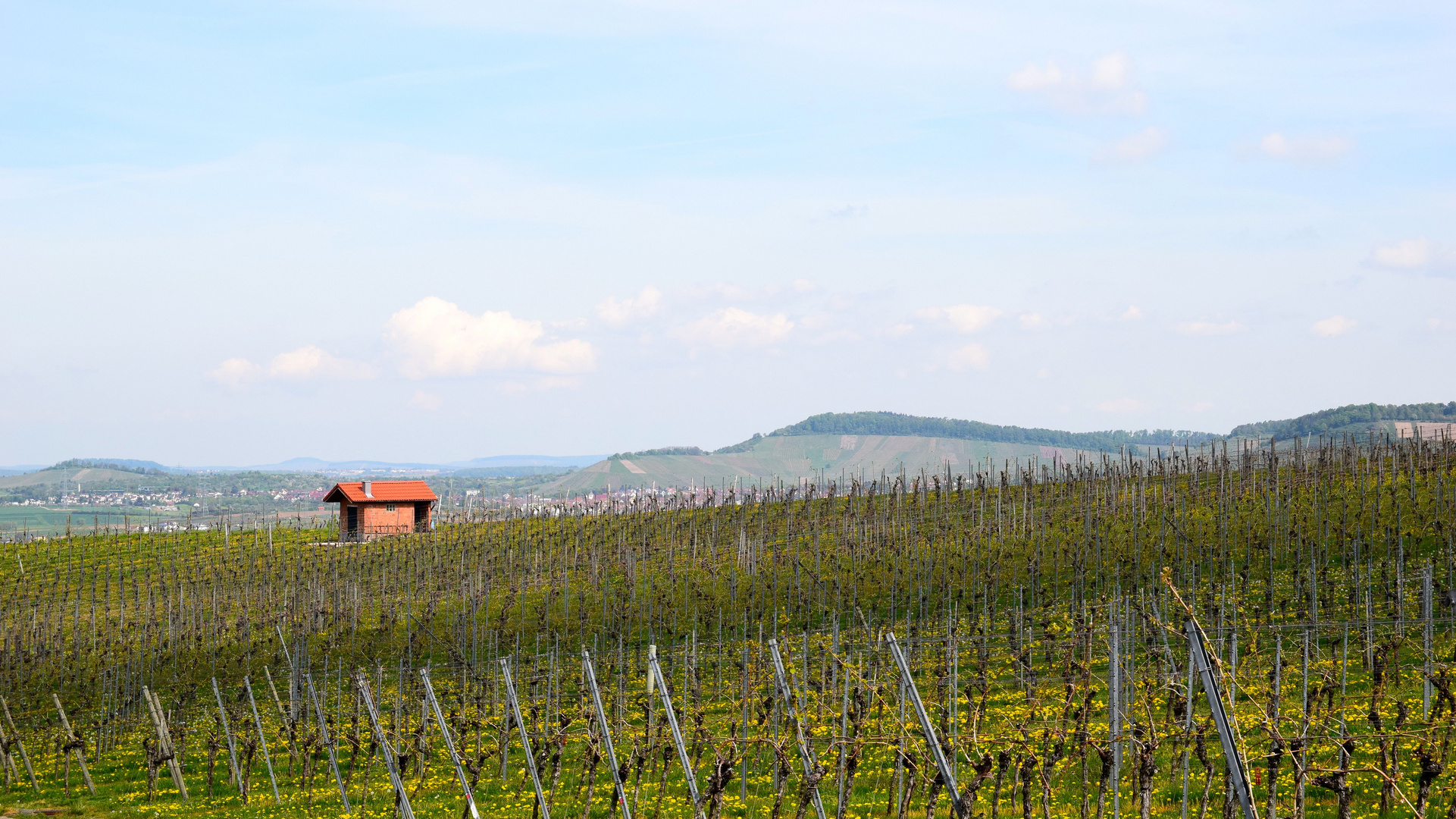 Weinberge im Frühling