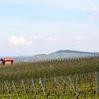 Weinberge im Frühling