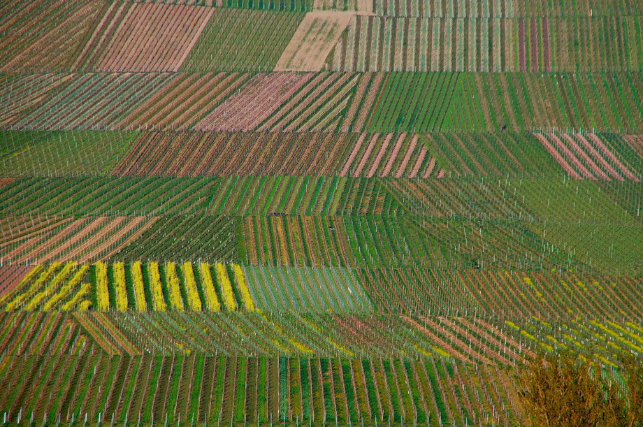 Weinberge im Frühling