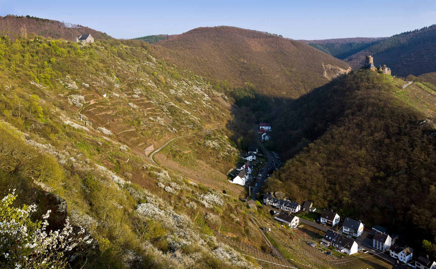 Weinberge im Frühling, Untermosel, Burg Thurant