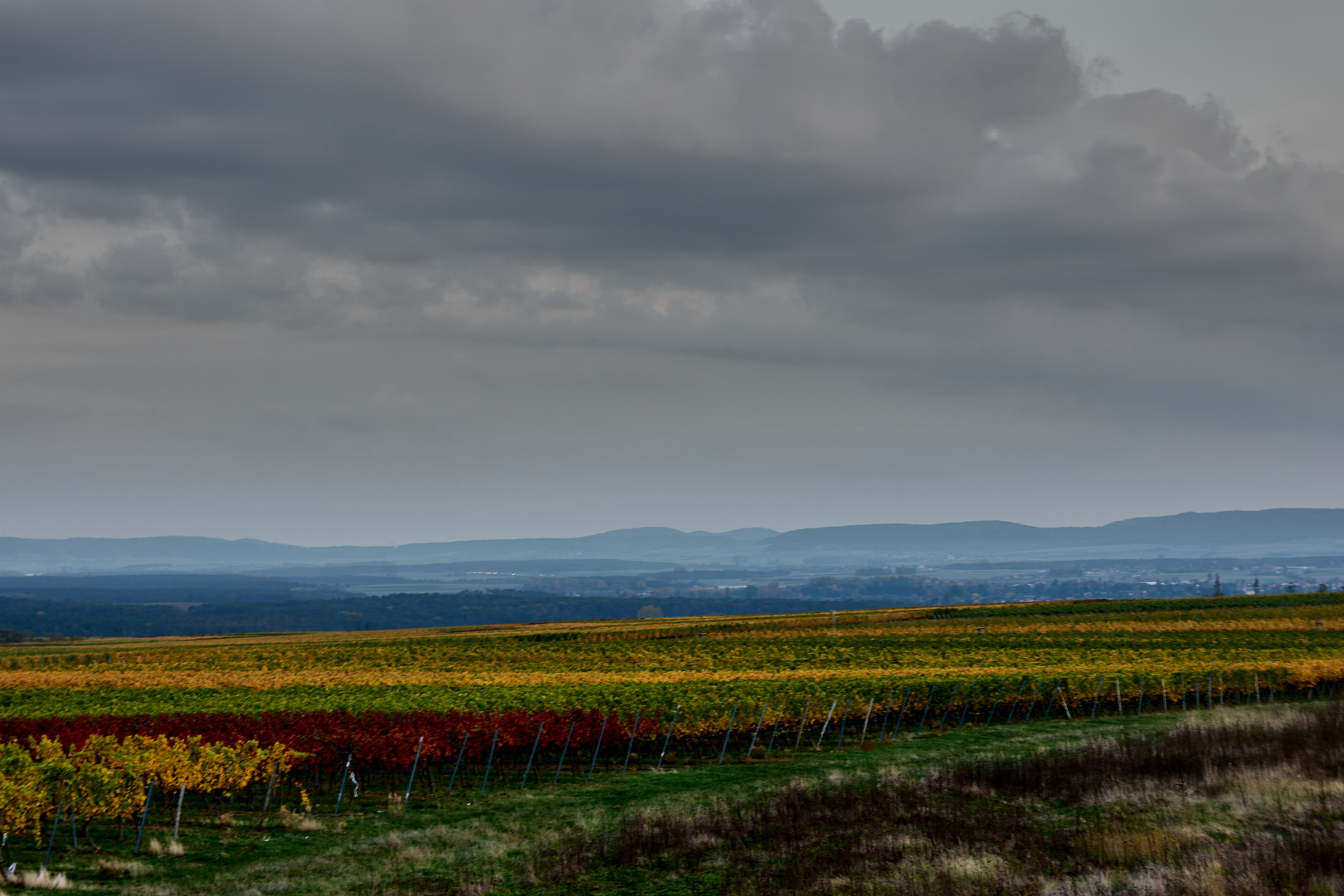 Weinberge im Hebstlaub