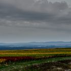 Weinberge im Hebstlaub