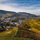 Weinberge im Herbst