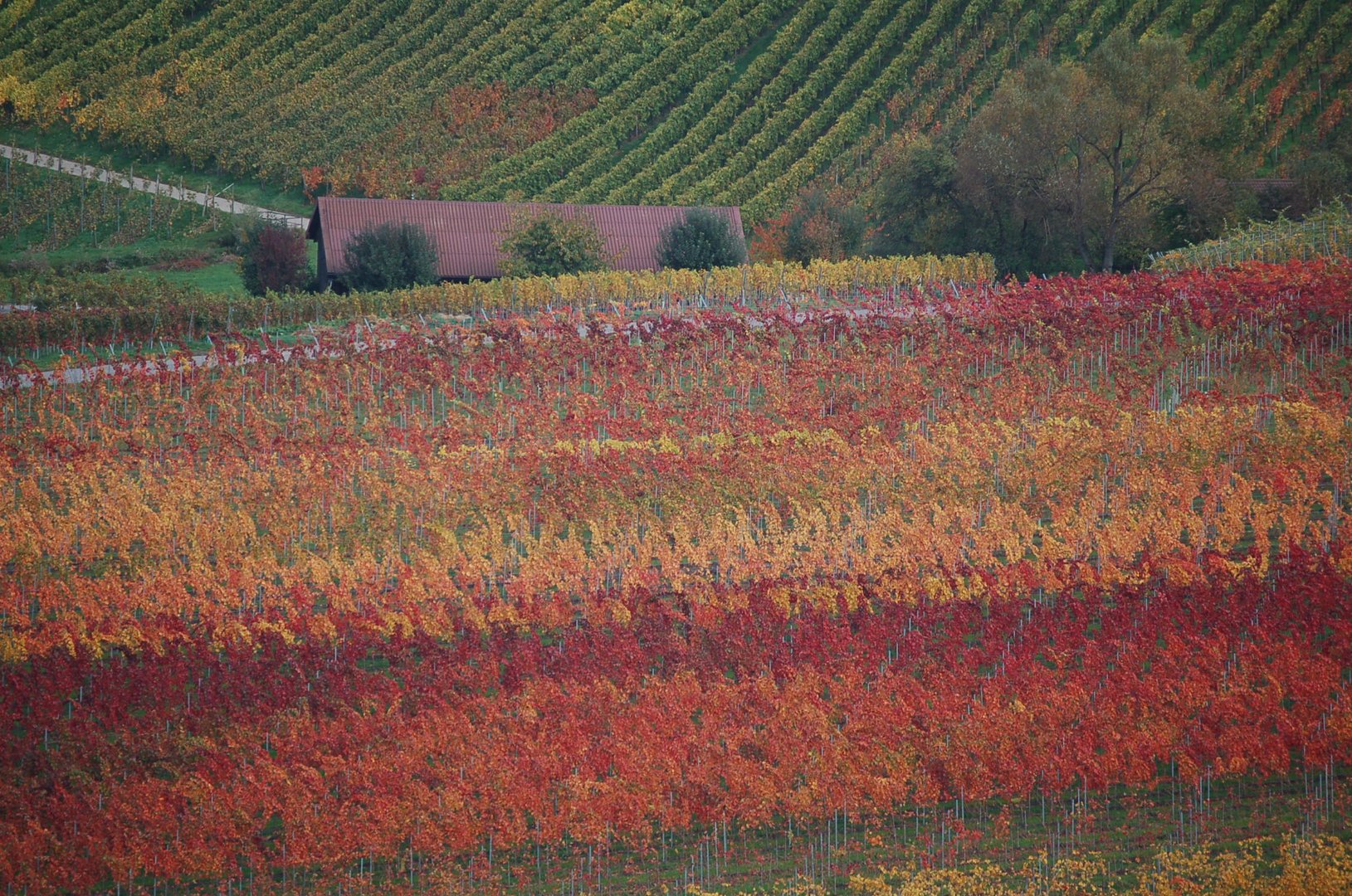 Weinberge im Herbst