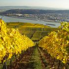 Weinberge im Herbst.