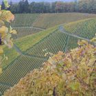 Weinberge im Herbst 2