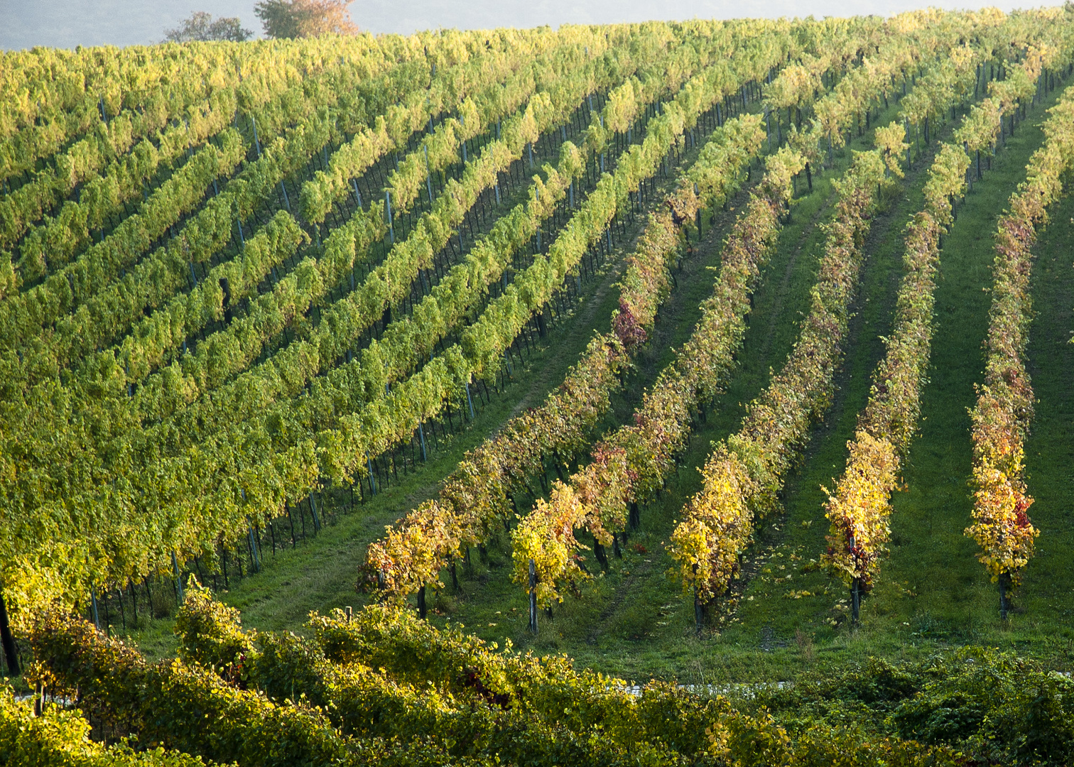 Weinberge im Herbst 2