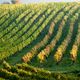 Weinberge im Herbst 2