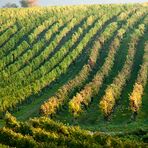 Weinberge im Herbst 2