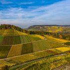 Weinberge im Herbst #2