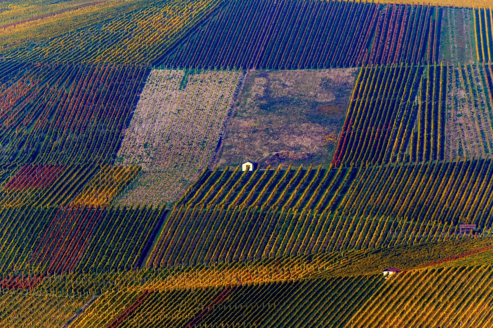 Weinberge im Herbst #2