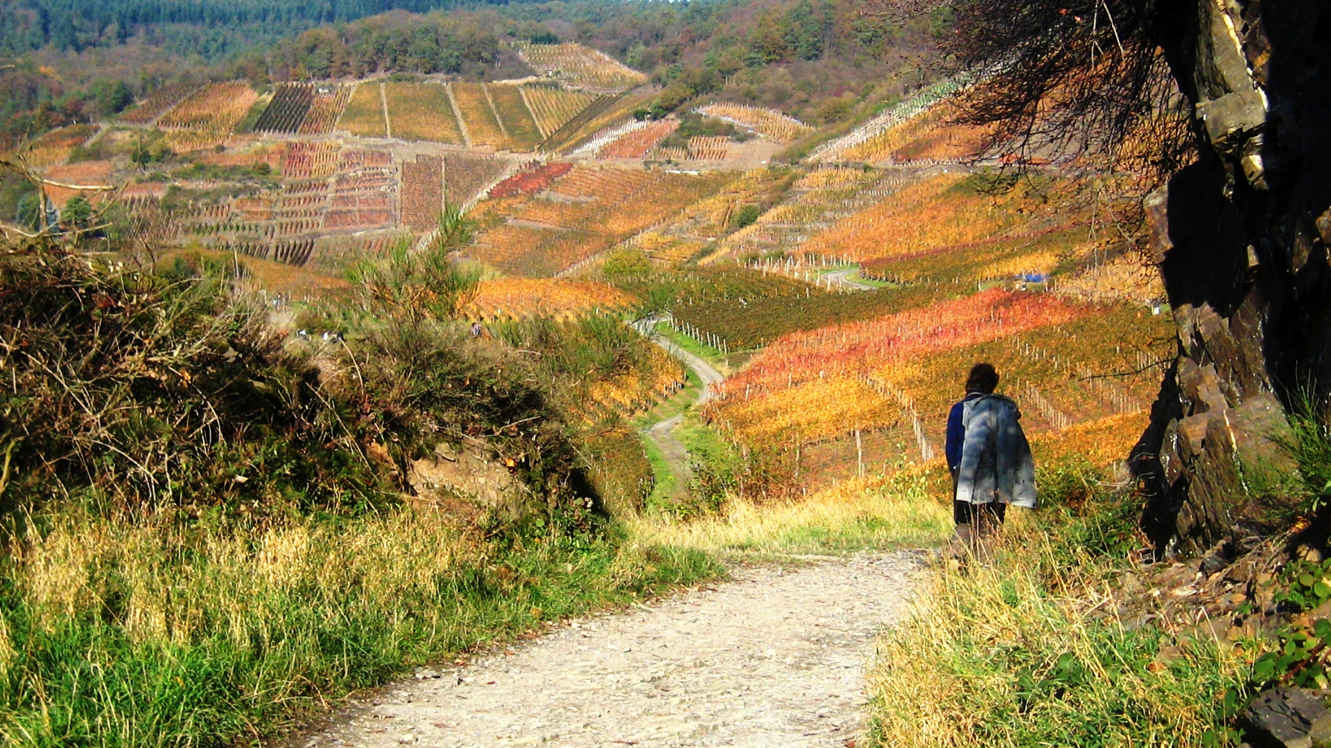 Weinberge im Herbst