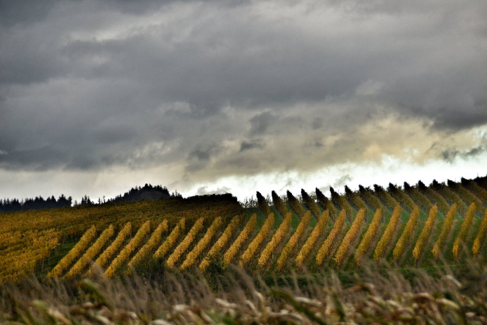 Weinberge im Herbst