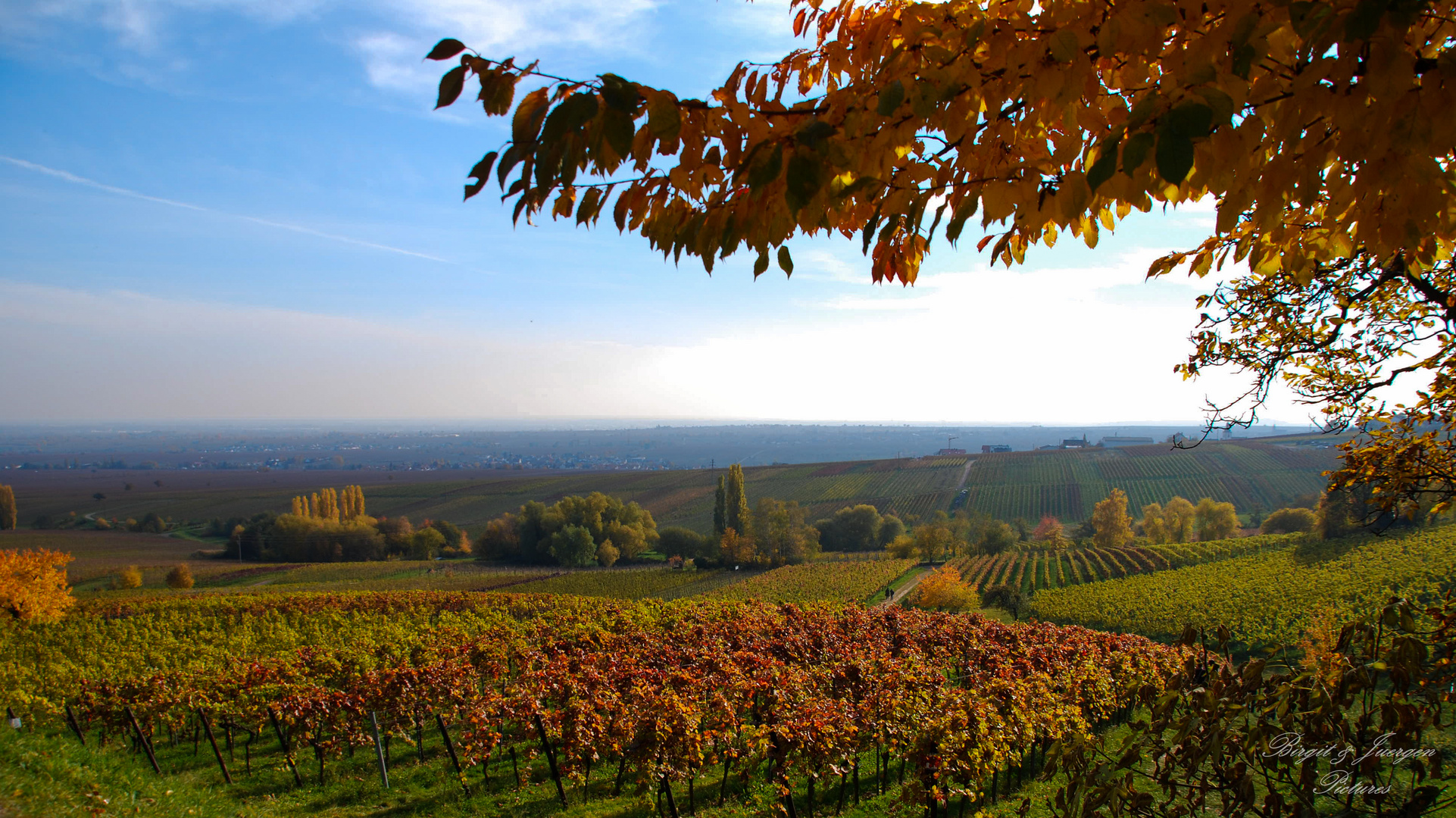 Weinberge im Herbst