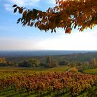 Weinberge im Herbst