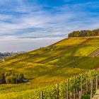 Weinberge im Herbst