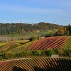 Weinberge im Herbst