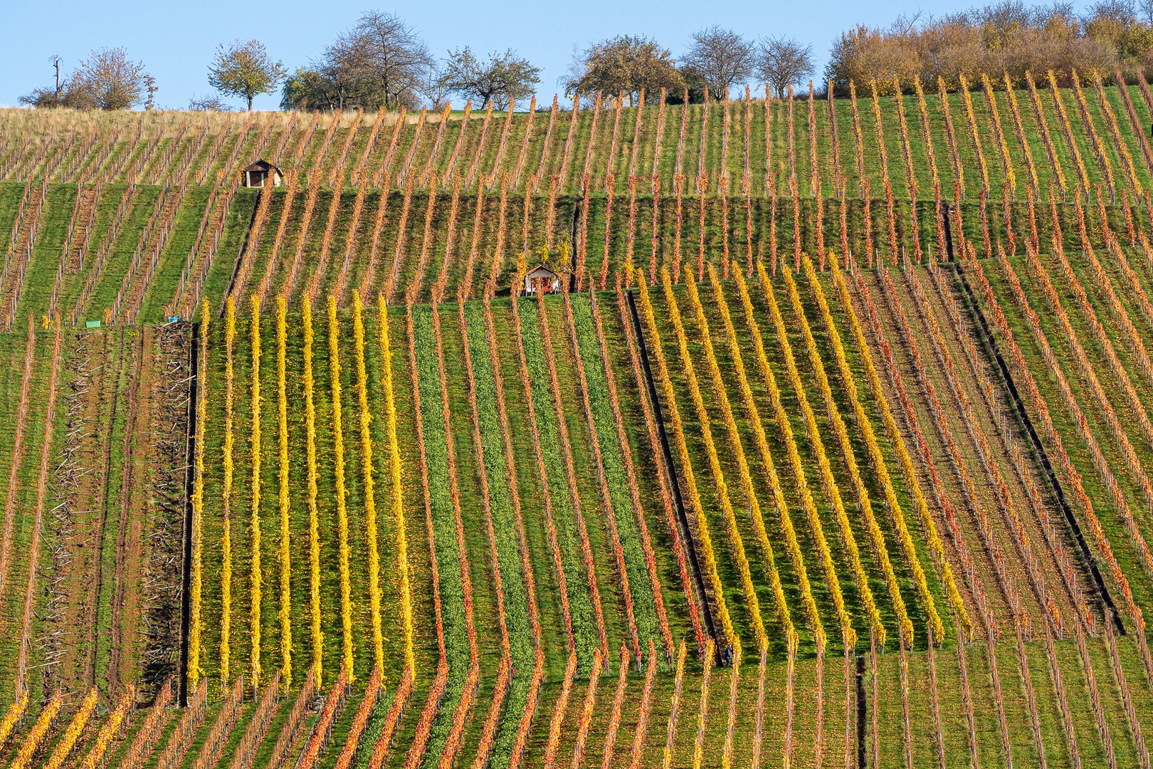 Weinberge im Herbst